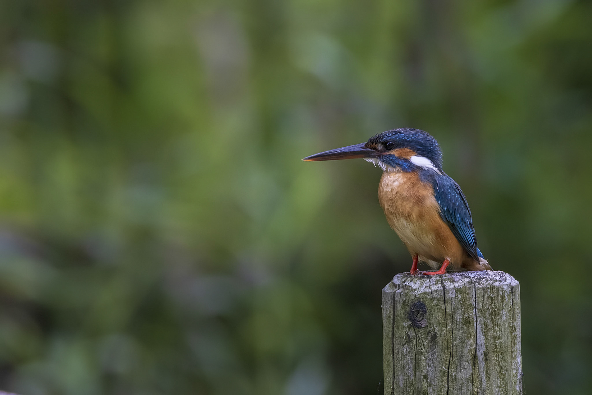 カワセミ メス kingfisher 薬師池公園
