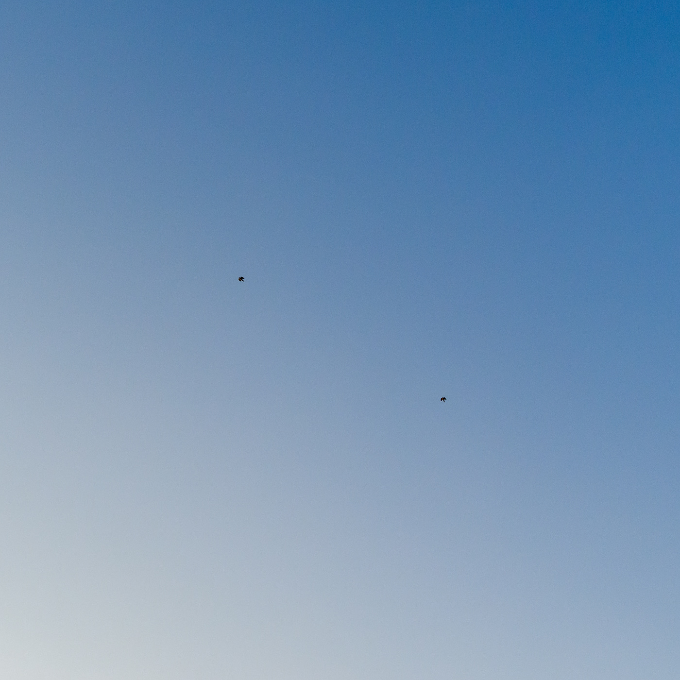 sky and pair birds