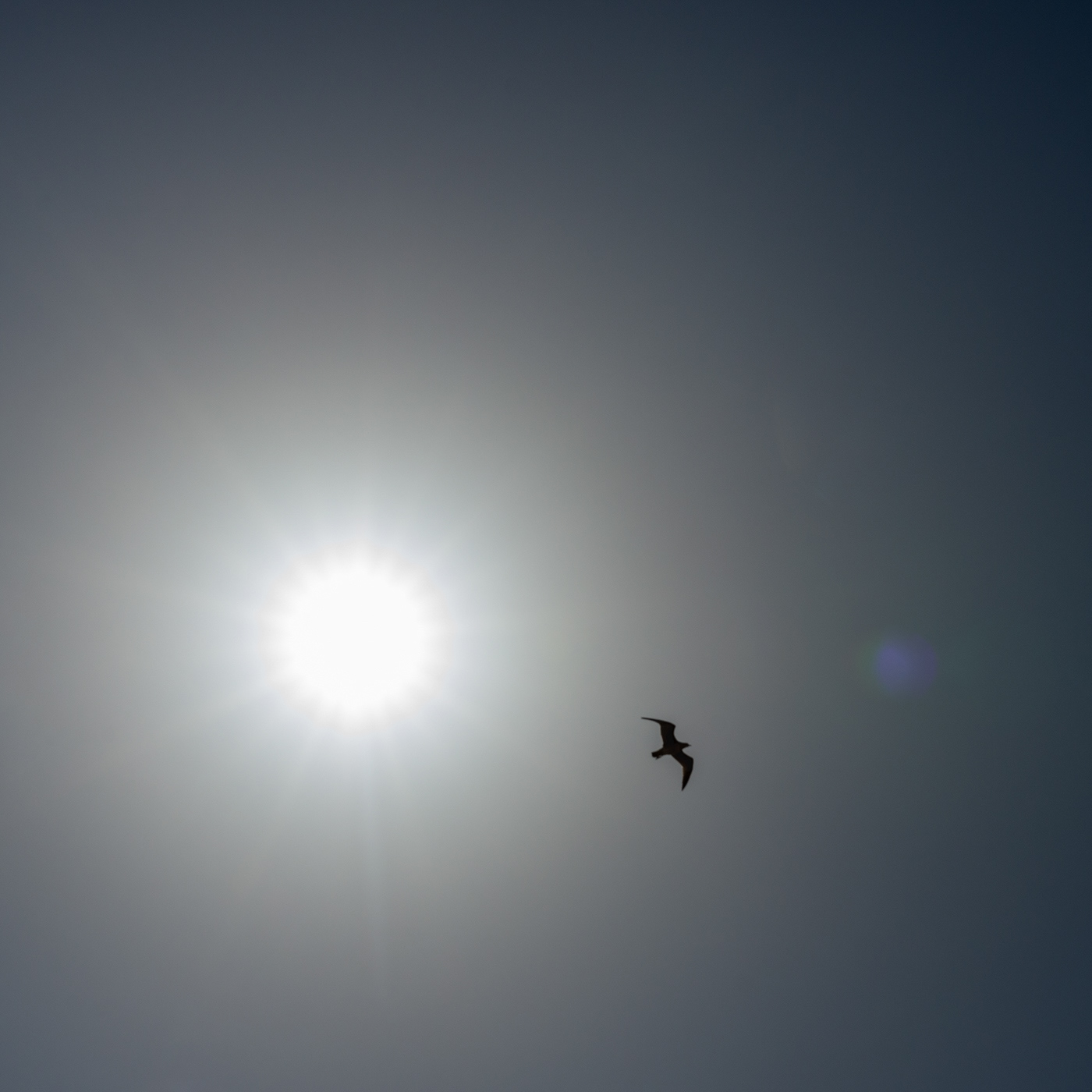 sunshine and birds