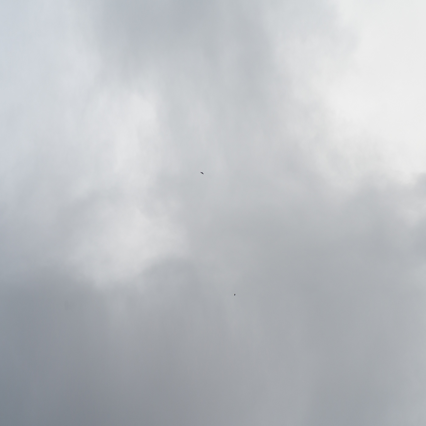 cloud and birds