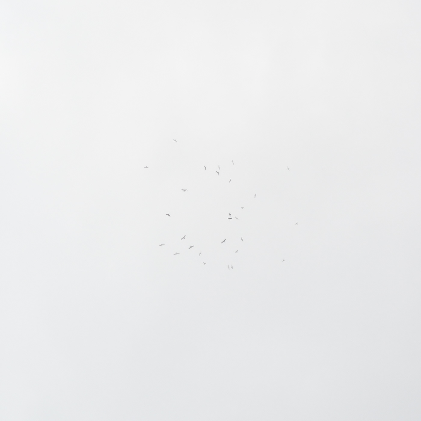 cloud and birds