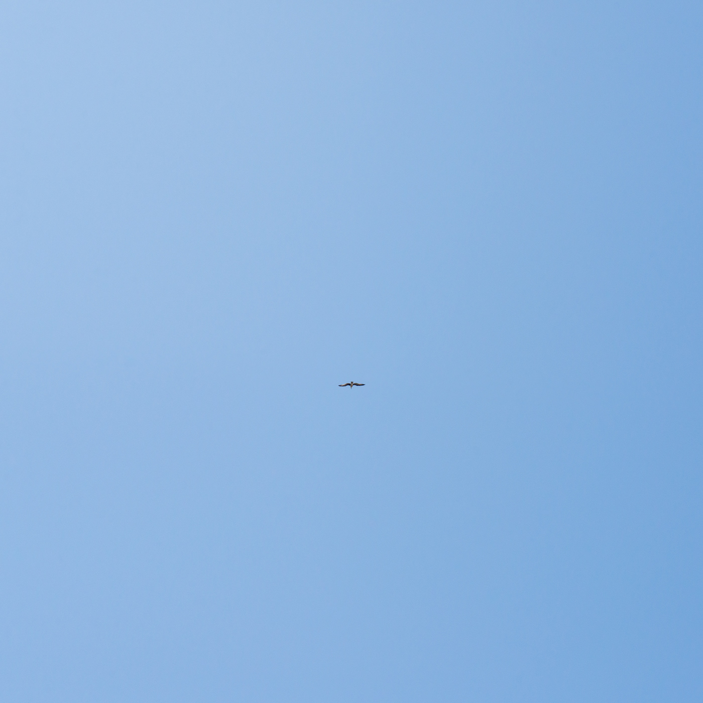 sky and bird