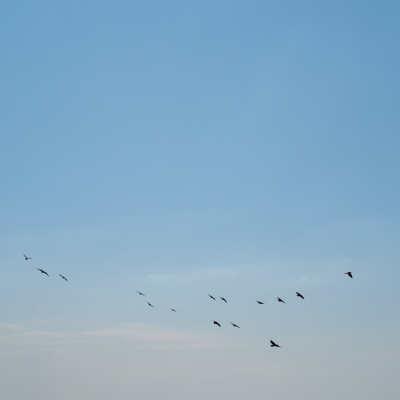 sky and birds