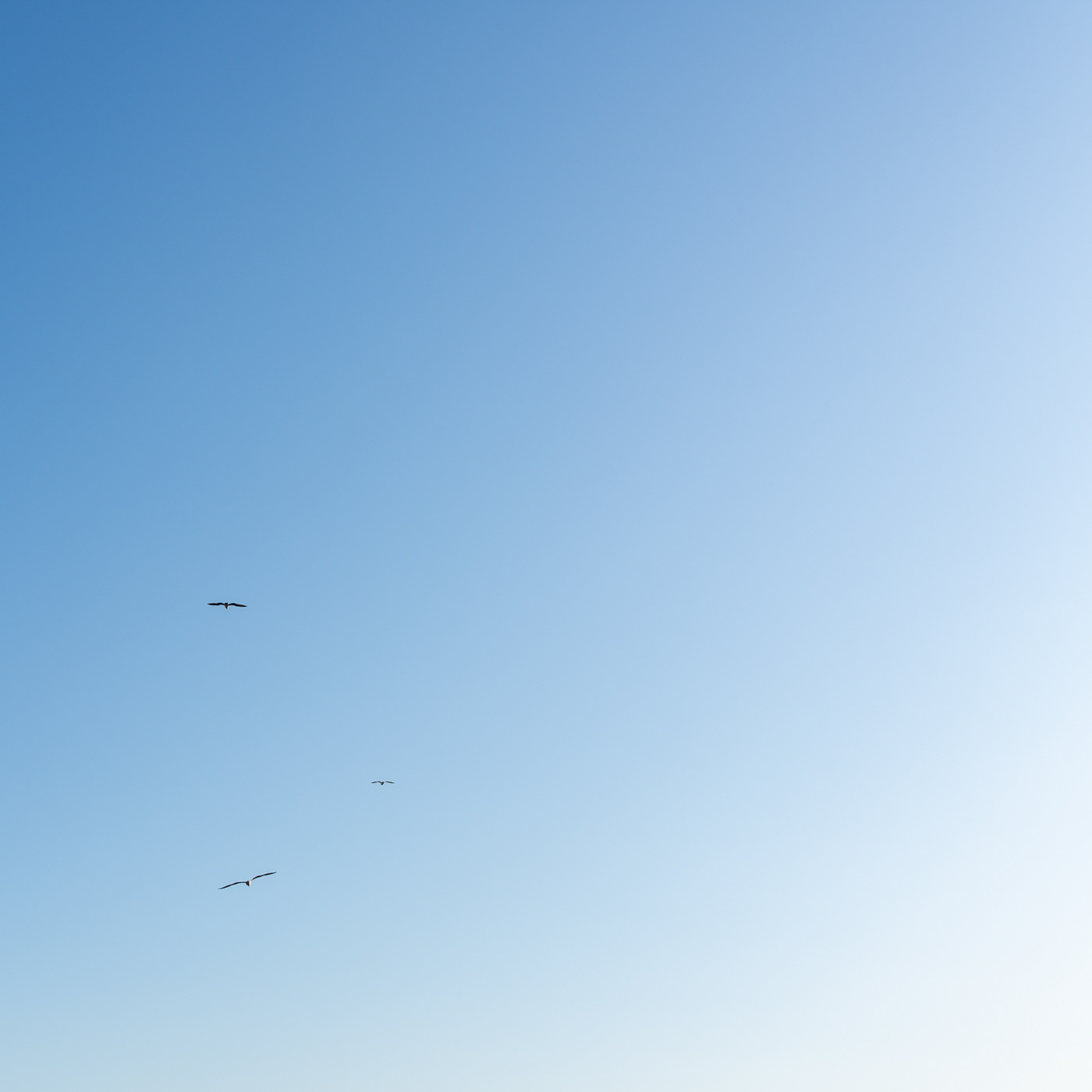 sky and bird