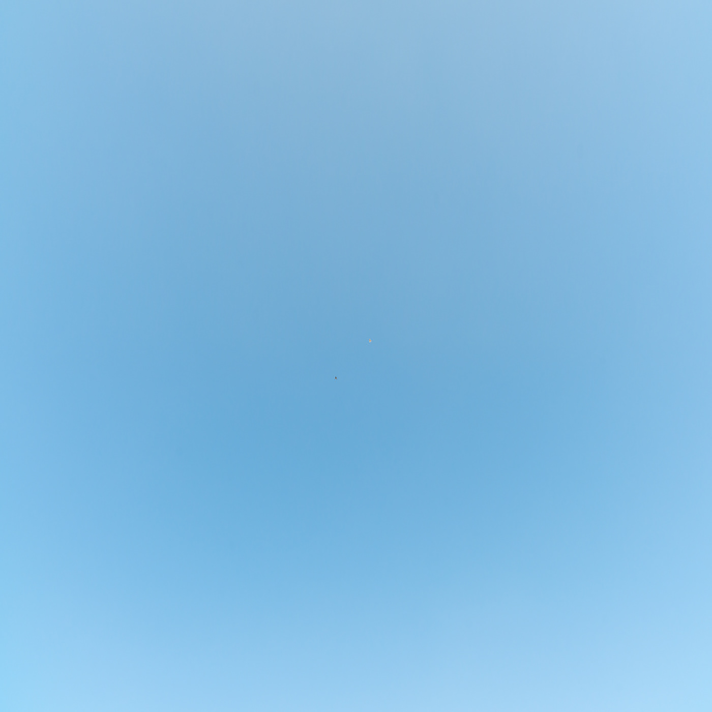 sky and bird