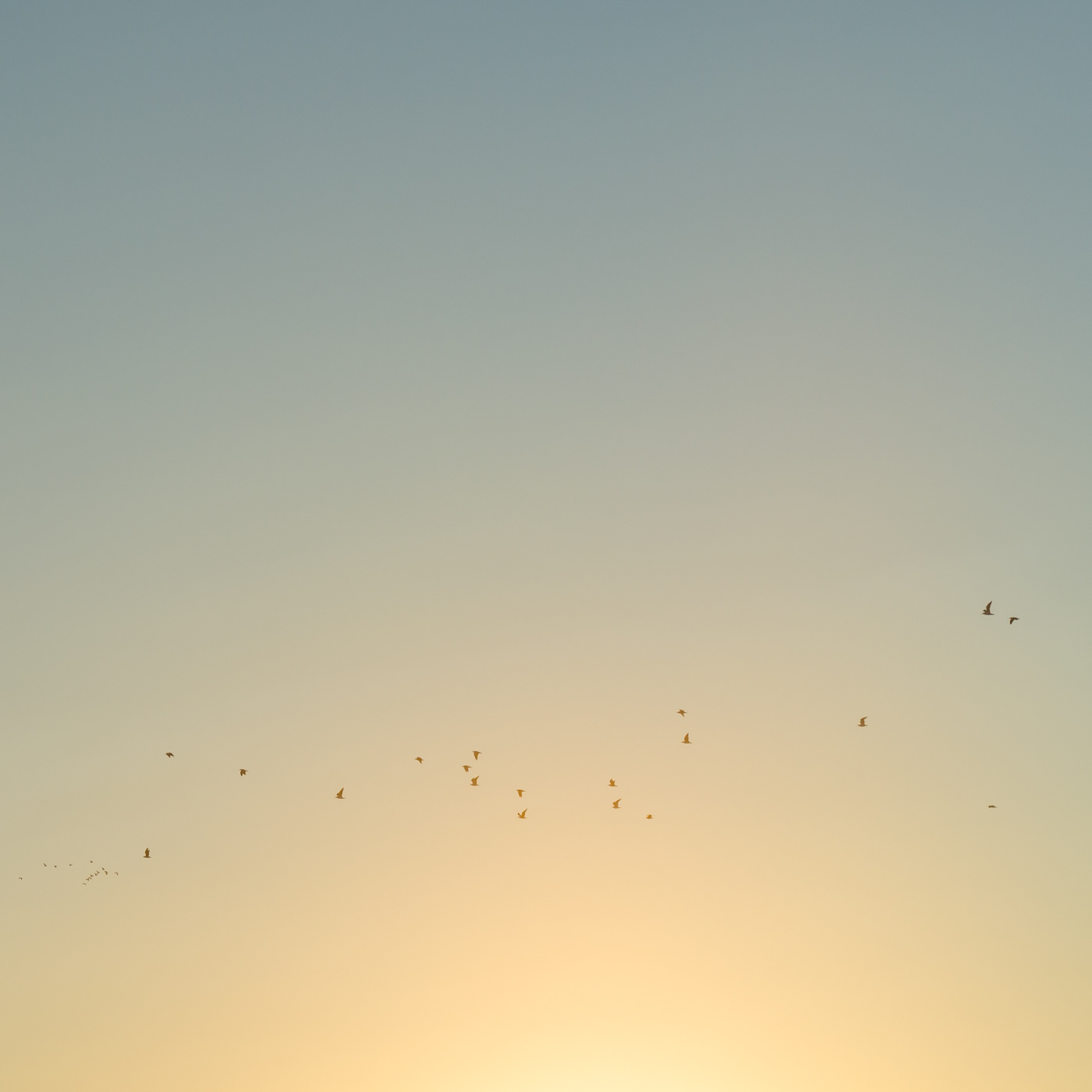 sunset and birds