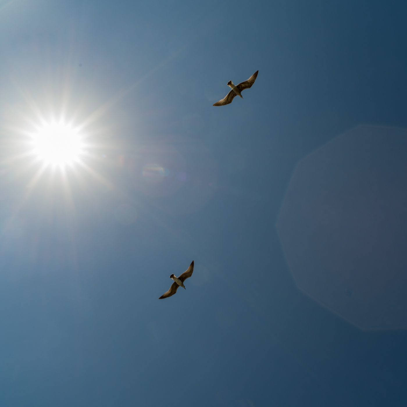 sky and pair birds