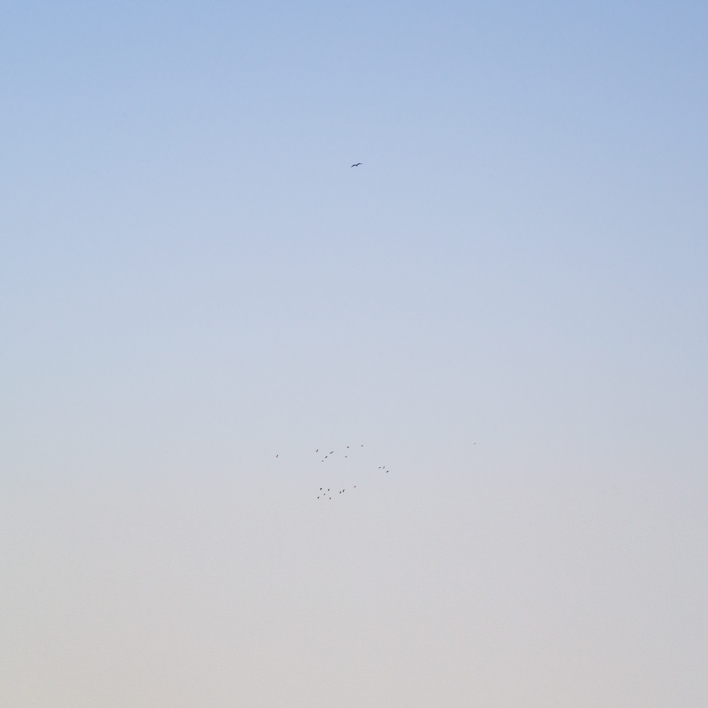 sky and birds