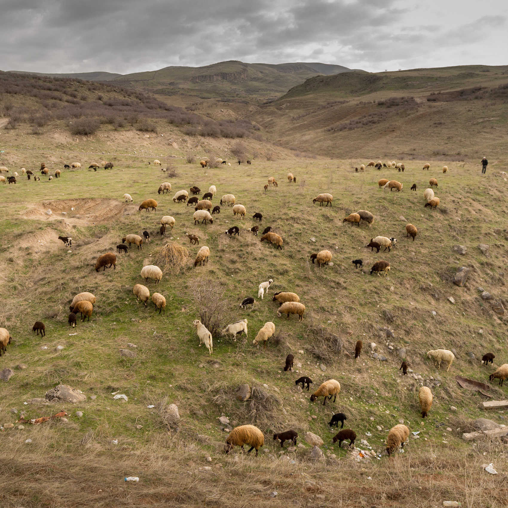 Armenia, Sheep, アルメニア, 放牧