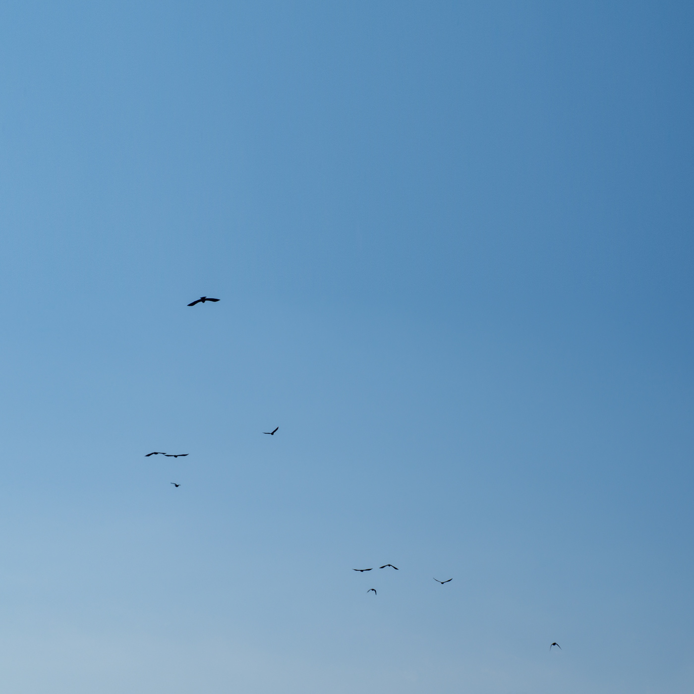 sky and birds