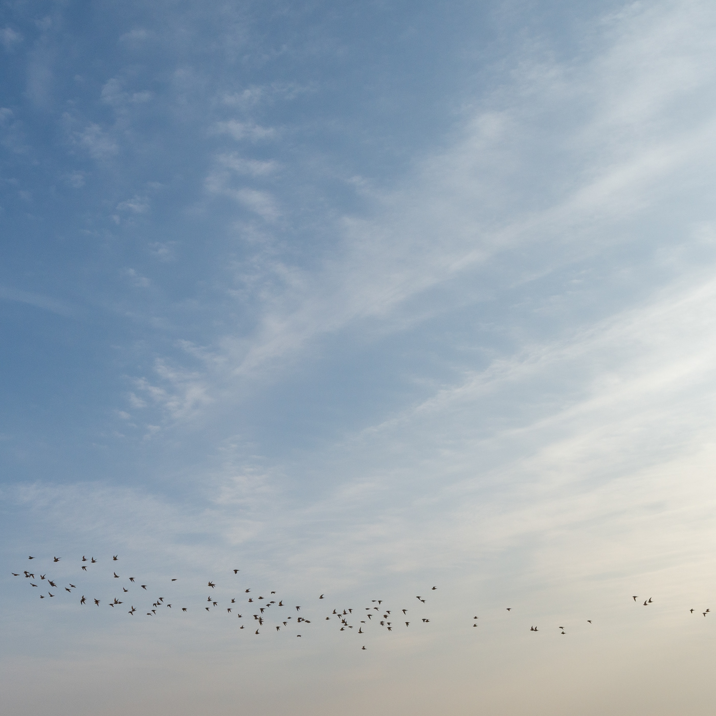 sky and birds