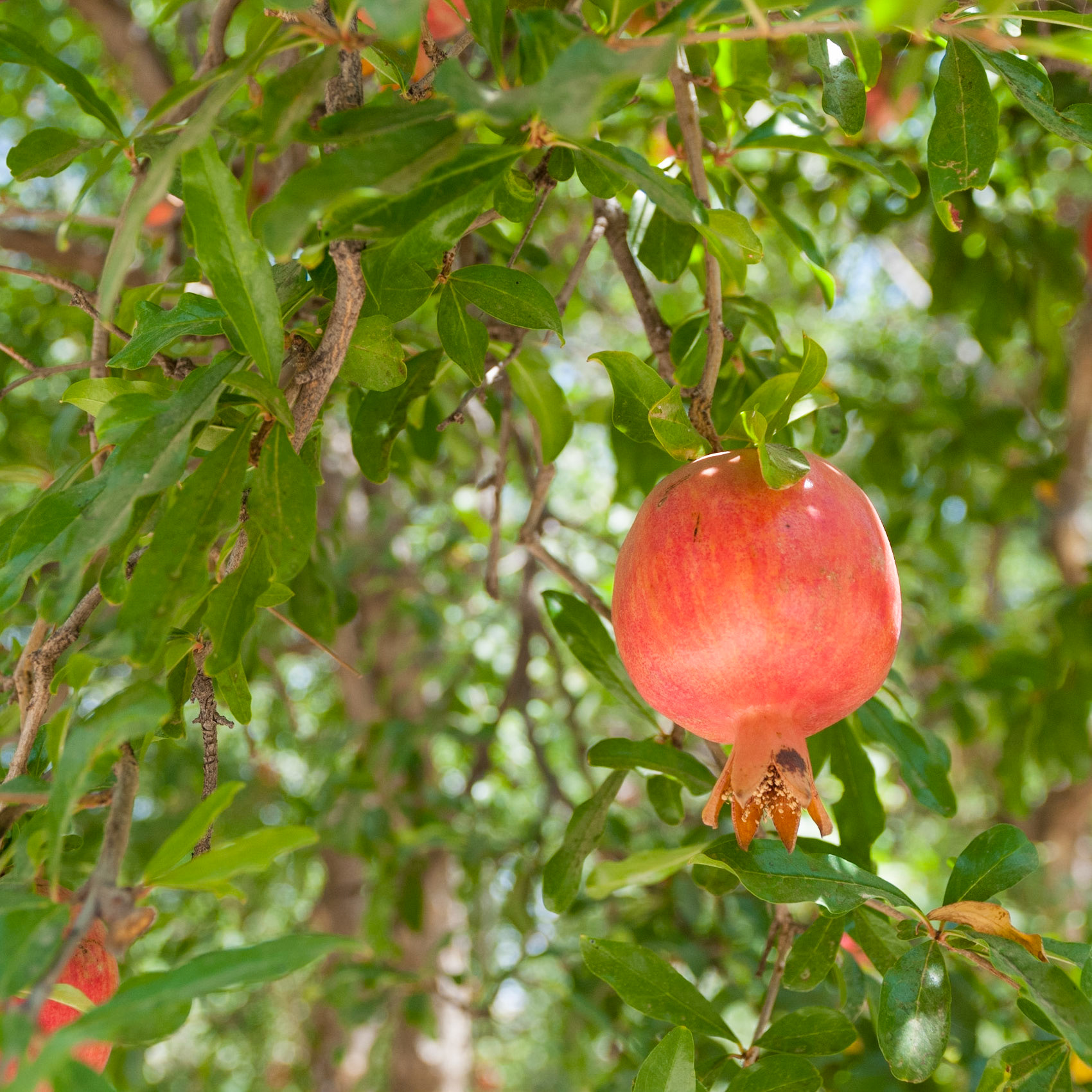 Pomegranate, Iran, ザクロ