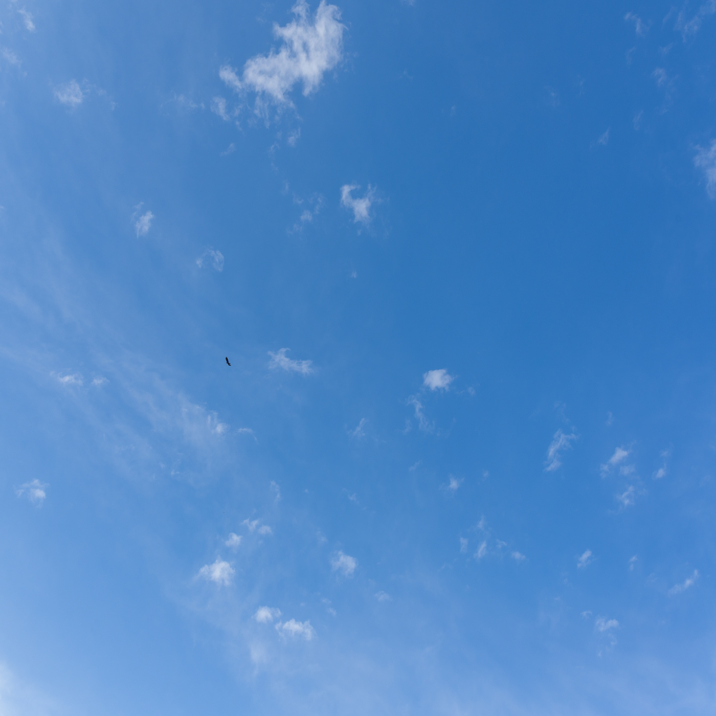 sky and bird