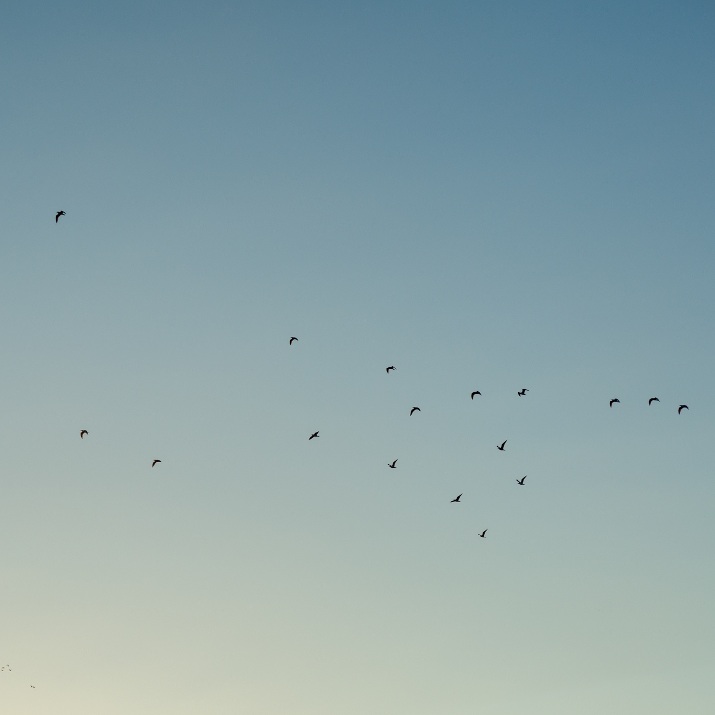 sunset and birds