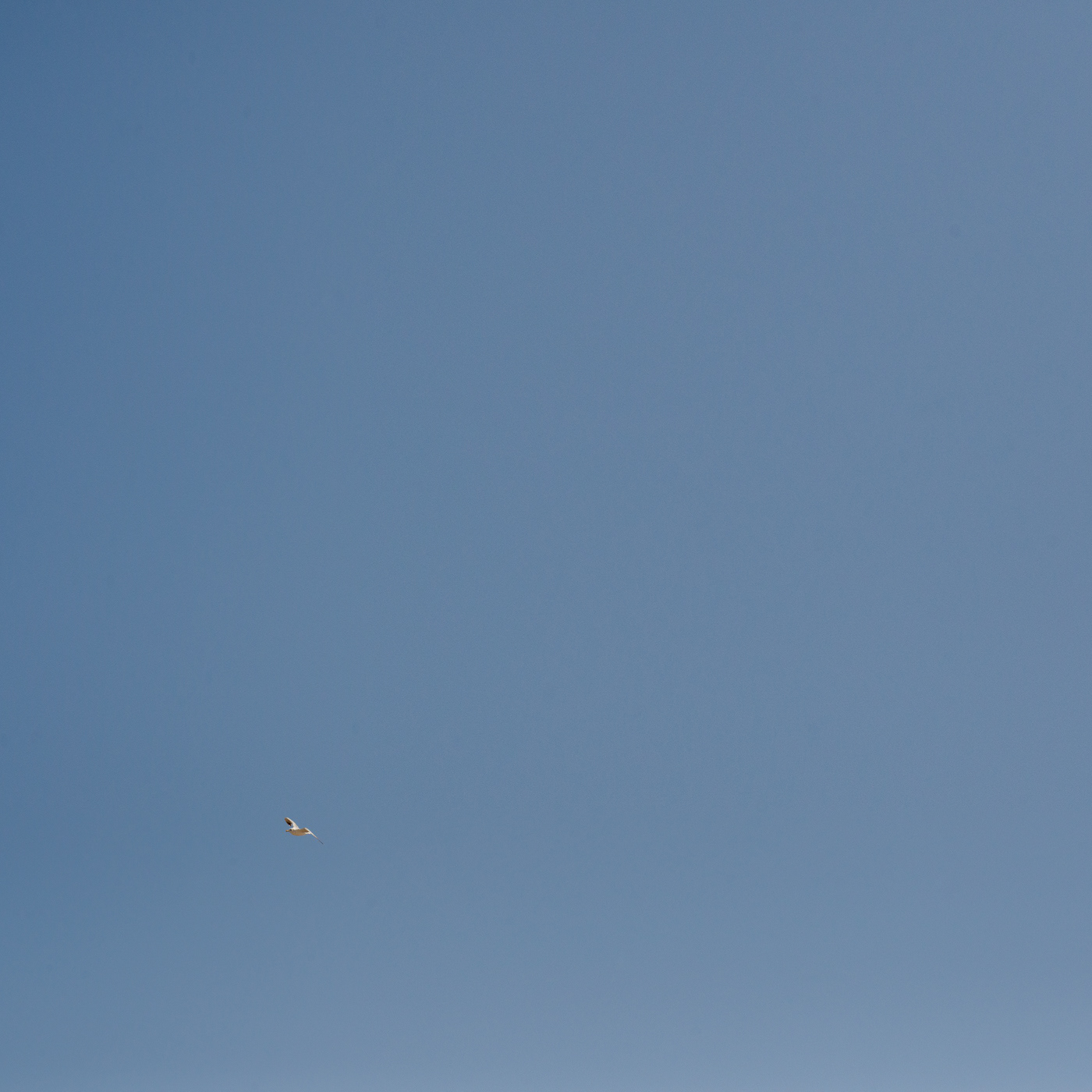 sky and bird