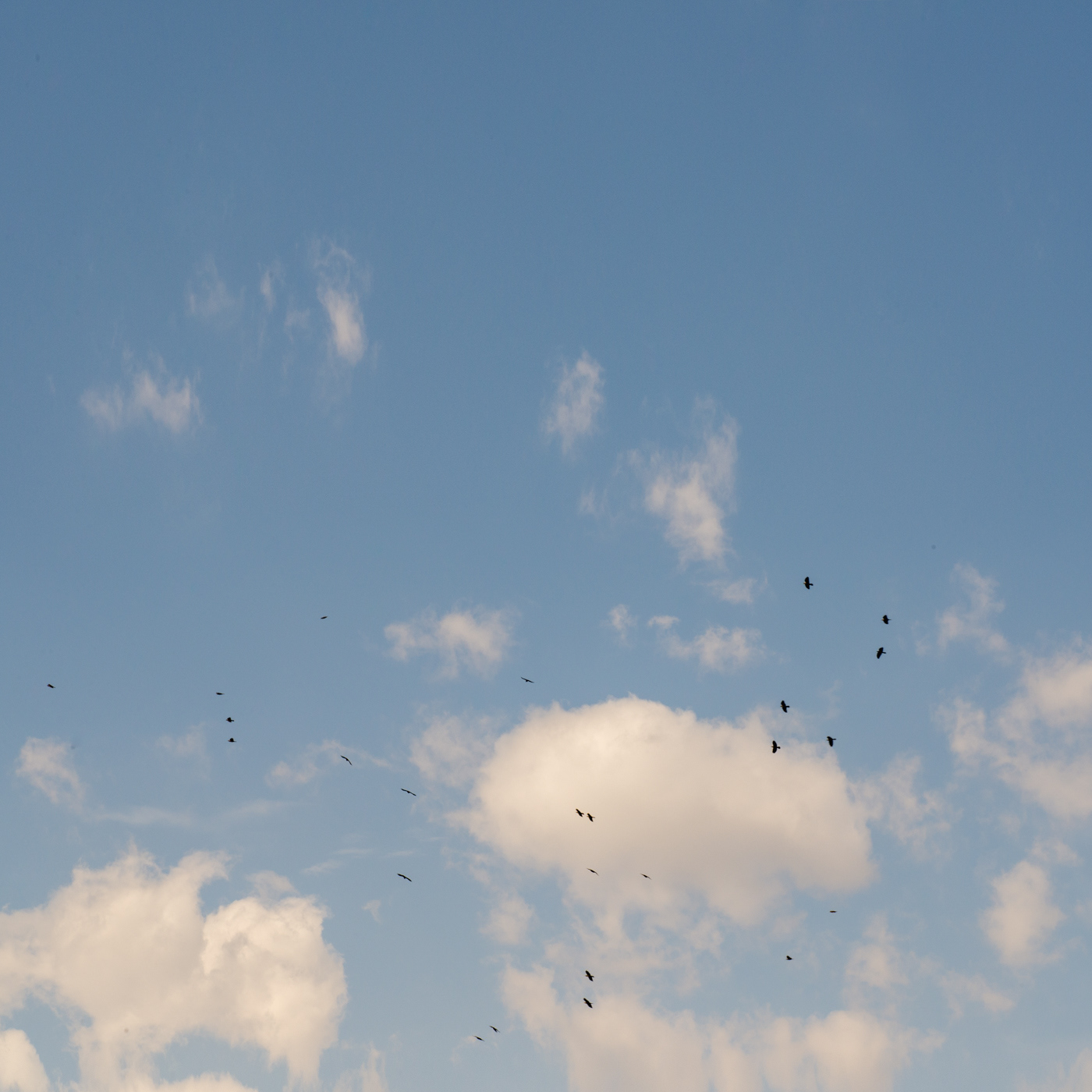 sky with cloud and birds