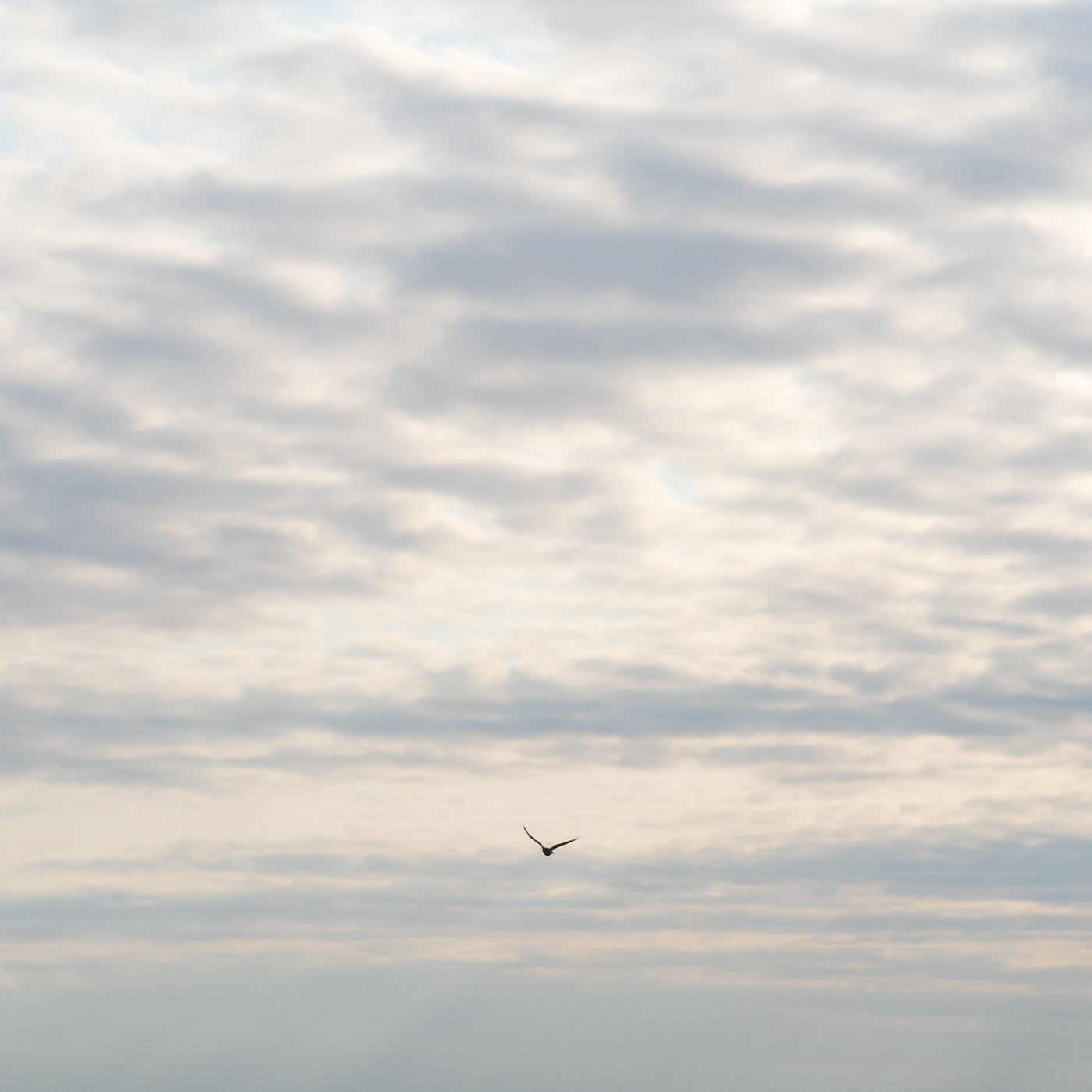 sky with cloud and bird