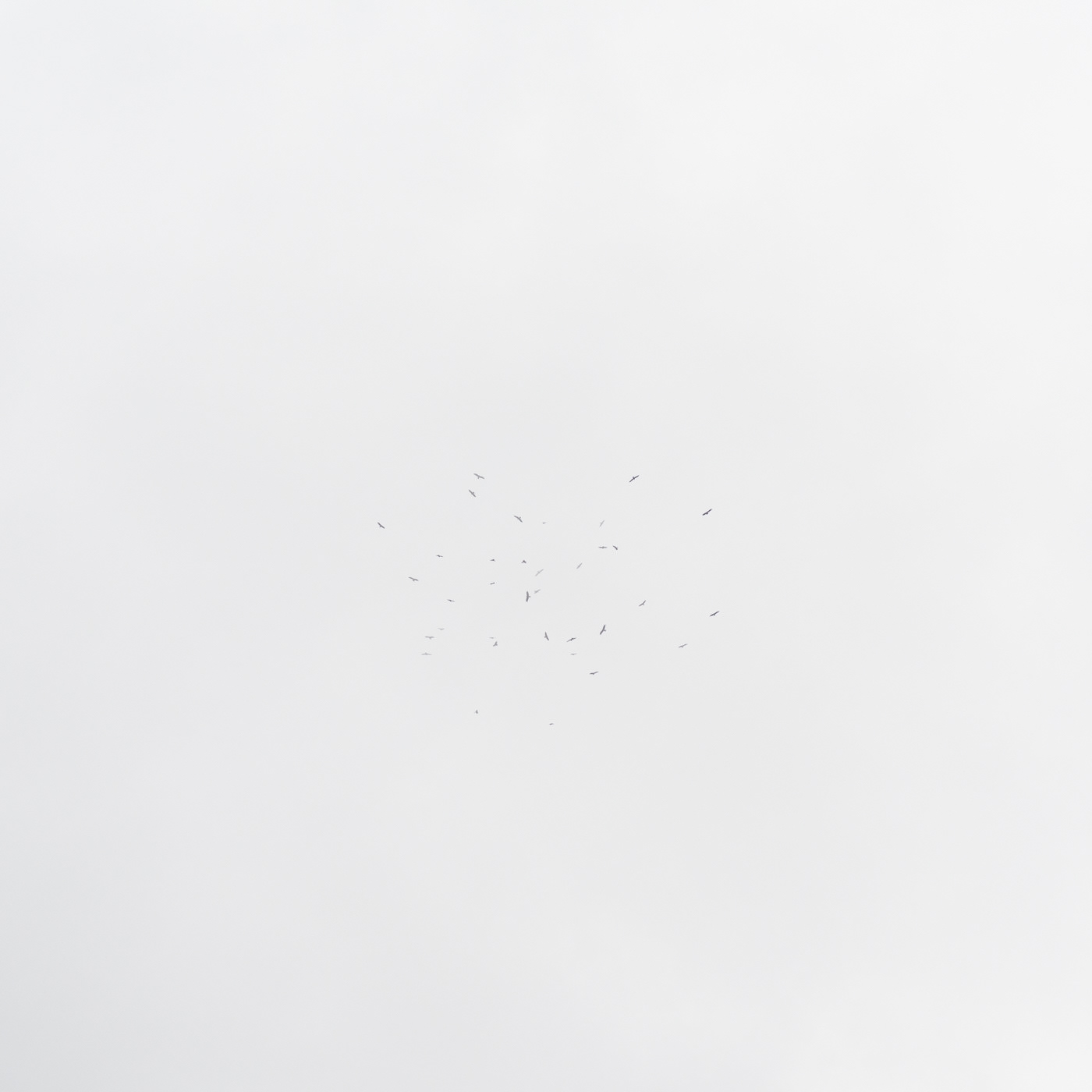 cloud and birds