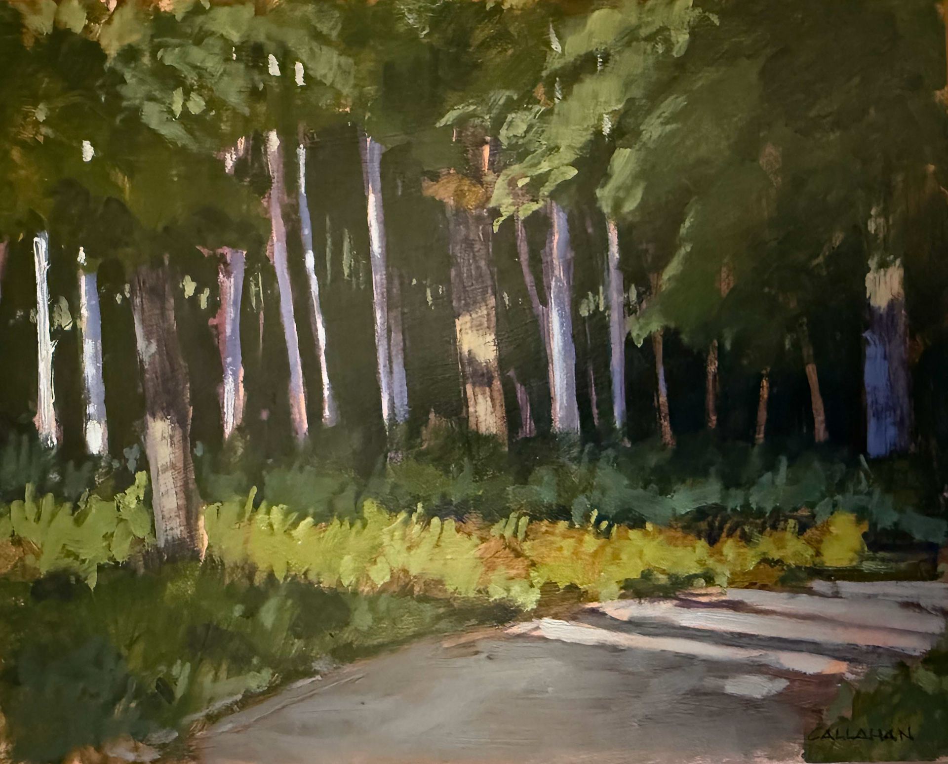 Light Through Trees