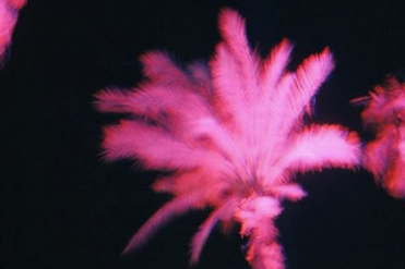 Orquidea Magana