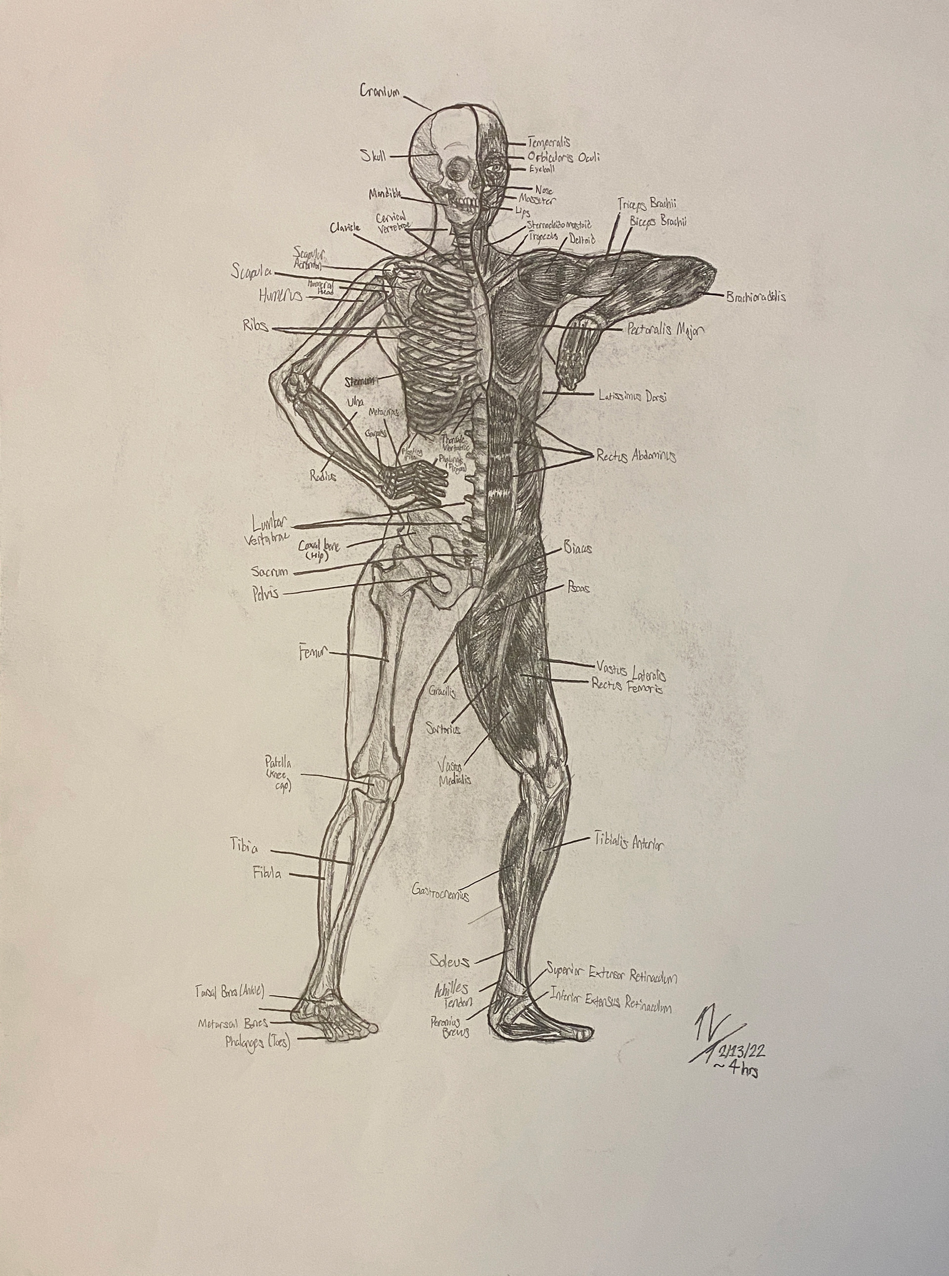 2022 Figure Drawing Project - Muscle & Skeleton w/ Pencil