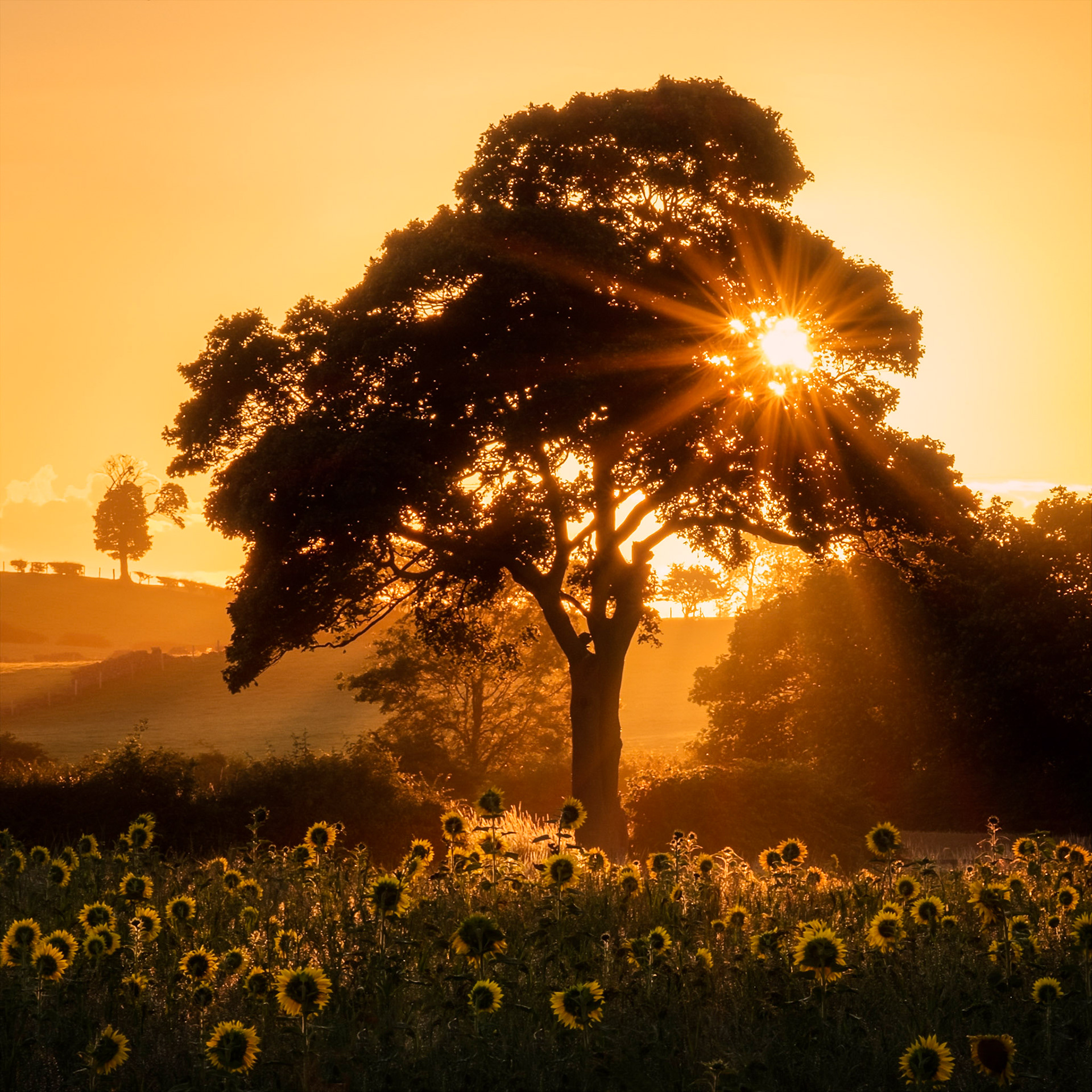 SUNFLOWER SUNRISE