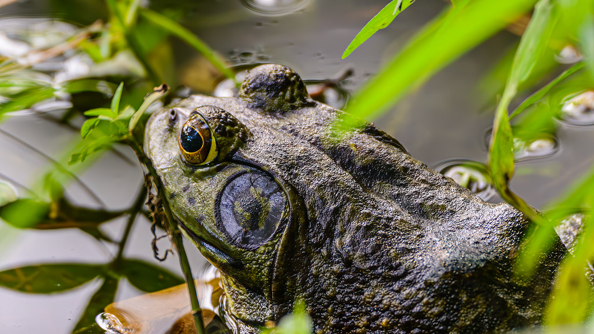 Location: Houston Arboretum, Memorial Park, Houston TX