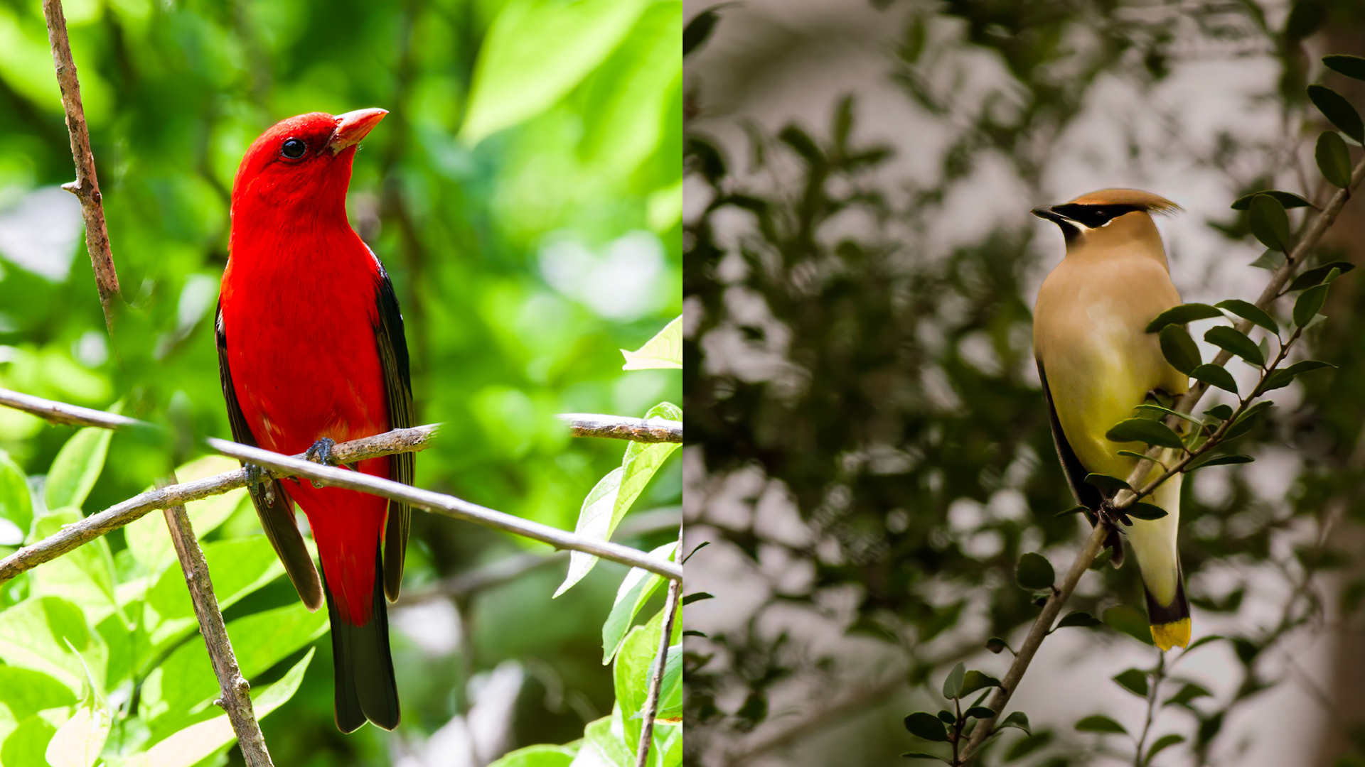 Location: Bellaire, TX