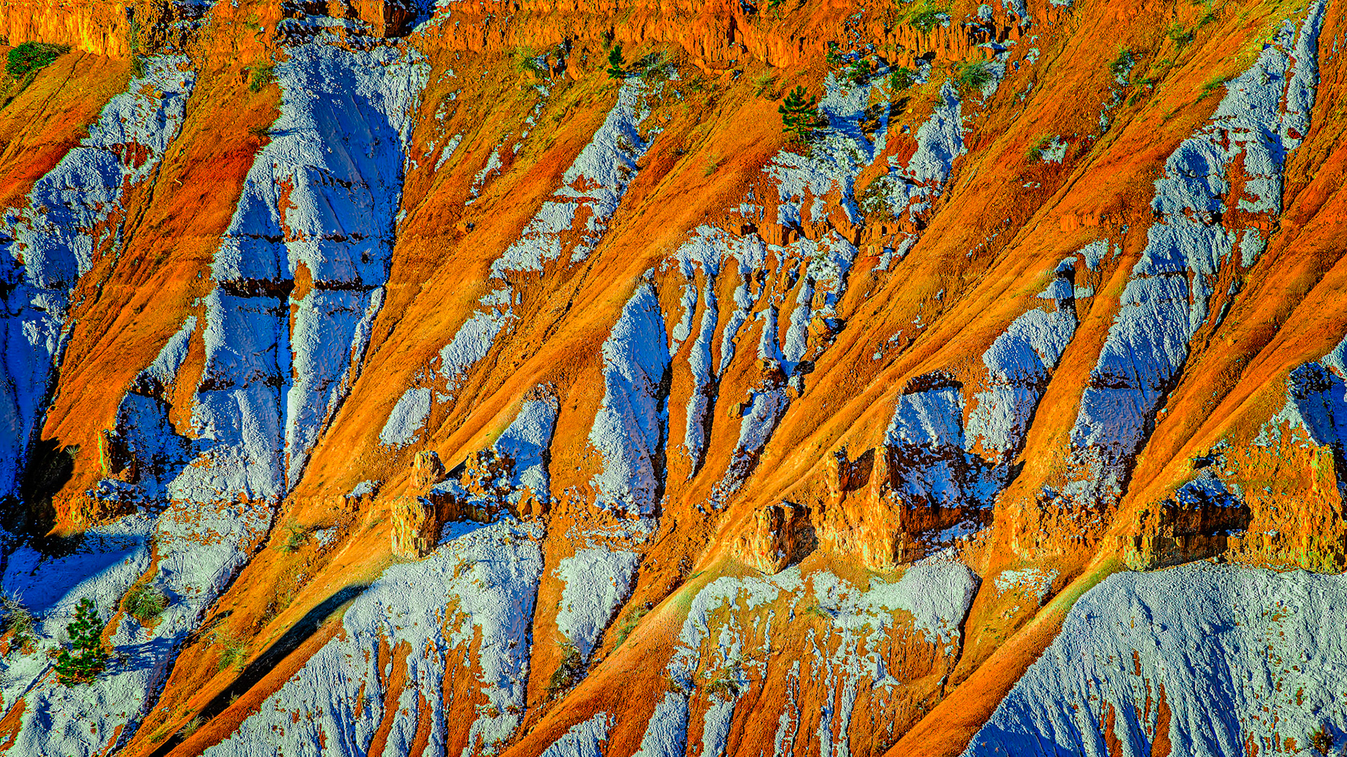 Location: Houston, TX — Malone St. Backyard