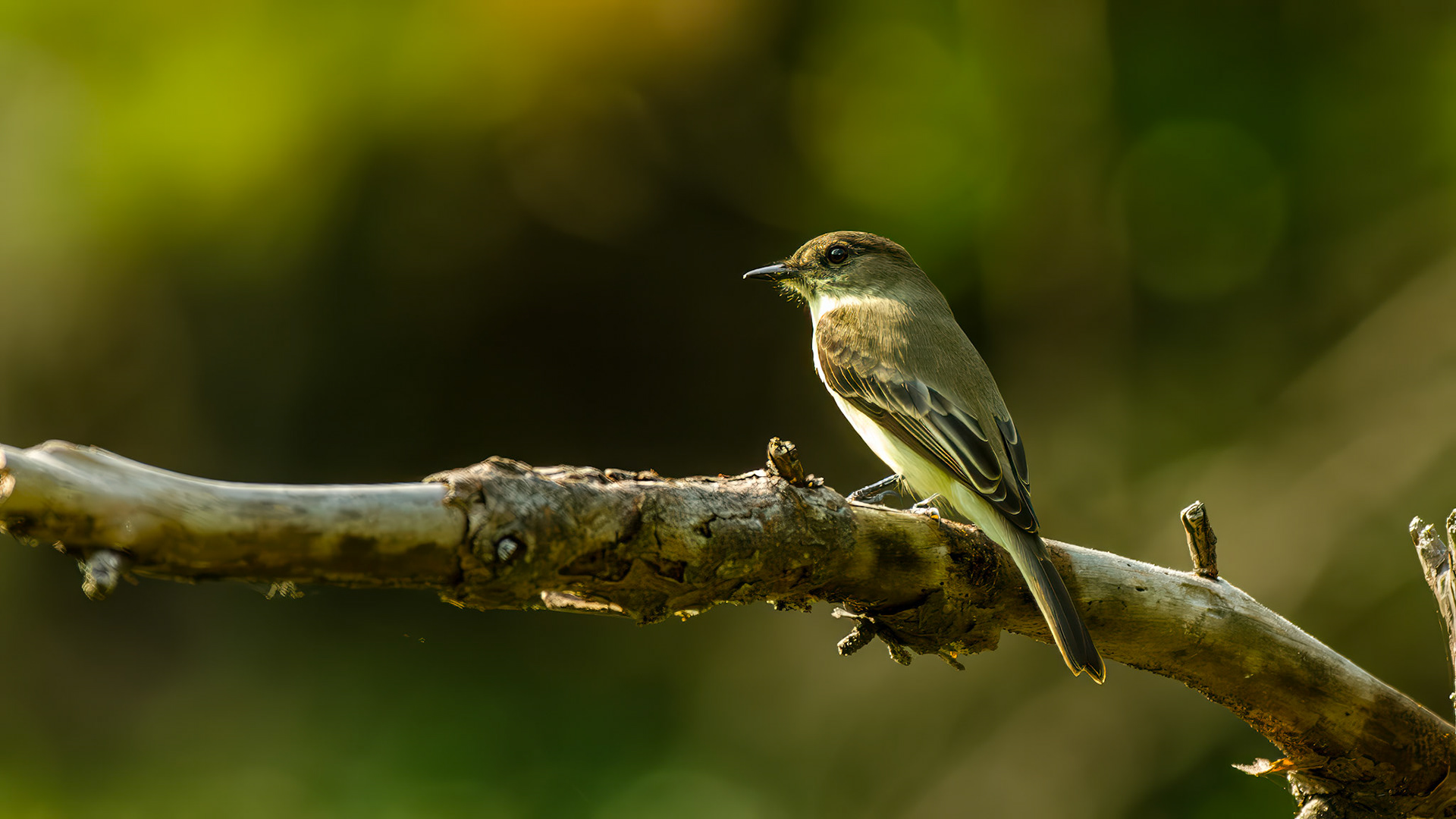 Location: Houston Arboretum, Memorial Park, Houston TX.