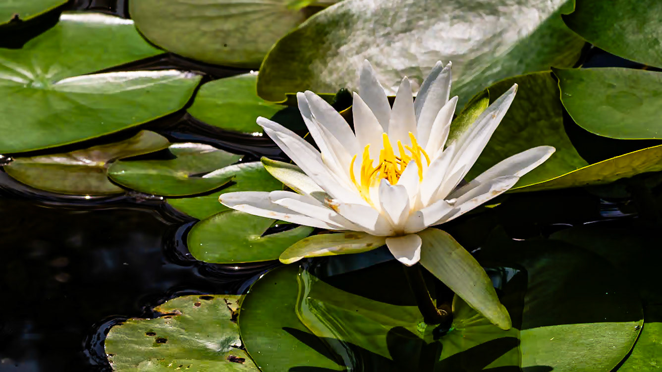 Location: Mercer Arborteum, Harris County, TX