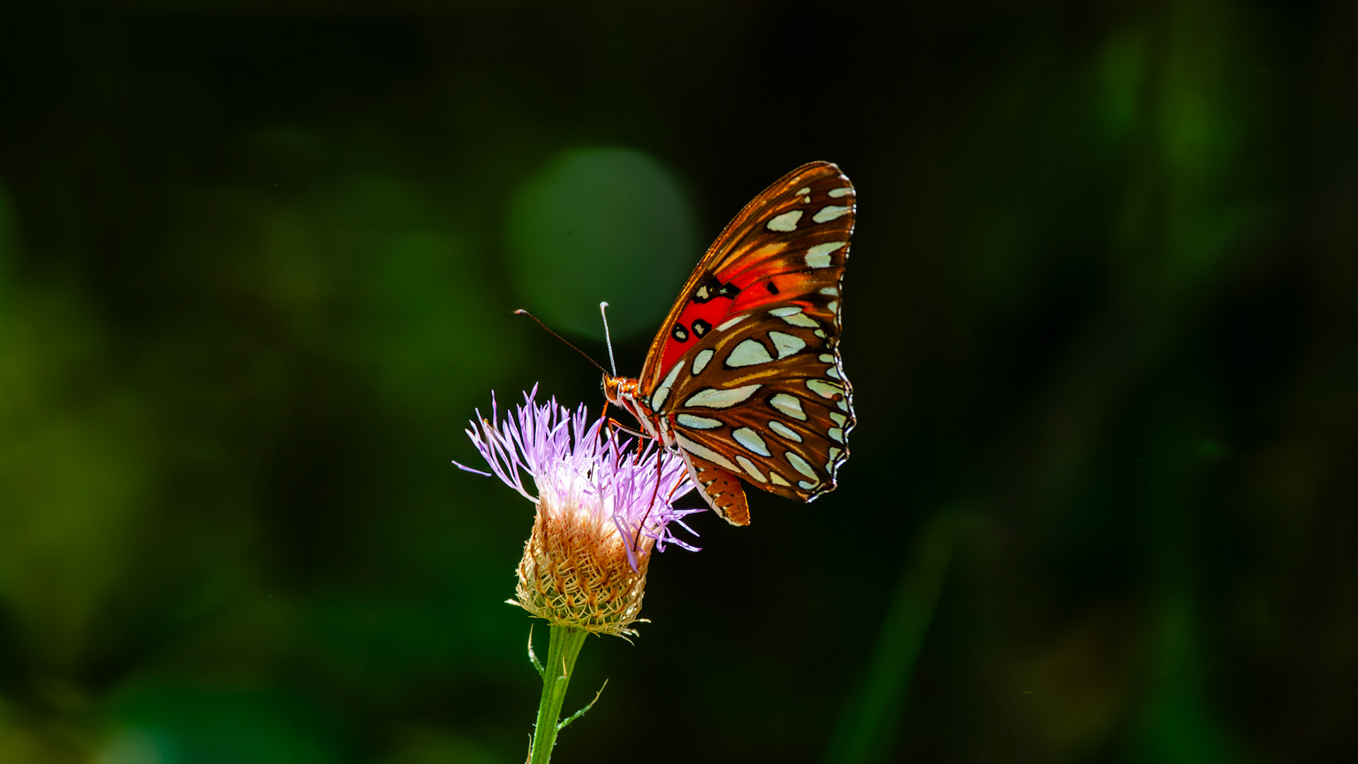 Pittman Park Pocket Prairie