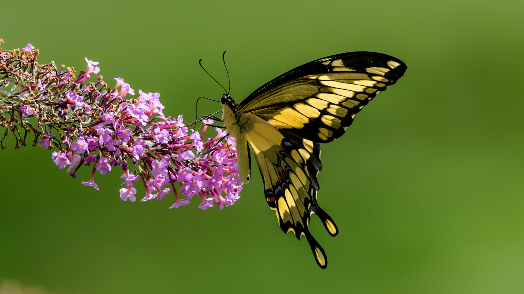 Location: Inn At Riverbend, Pearisburg Va.