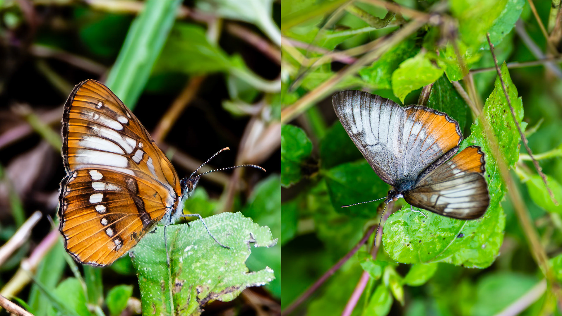 Location: Near Lake Texana, Jackson Co. TX