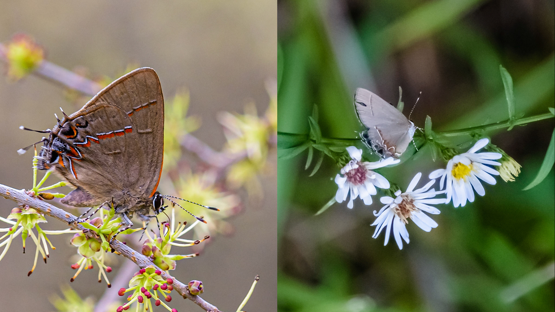 Location: Near Lake Texana, Jackson Co. Tx