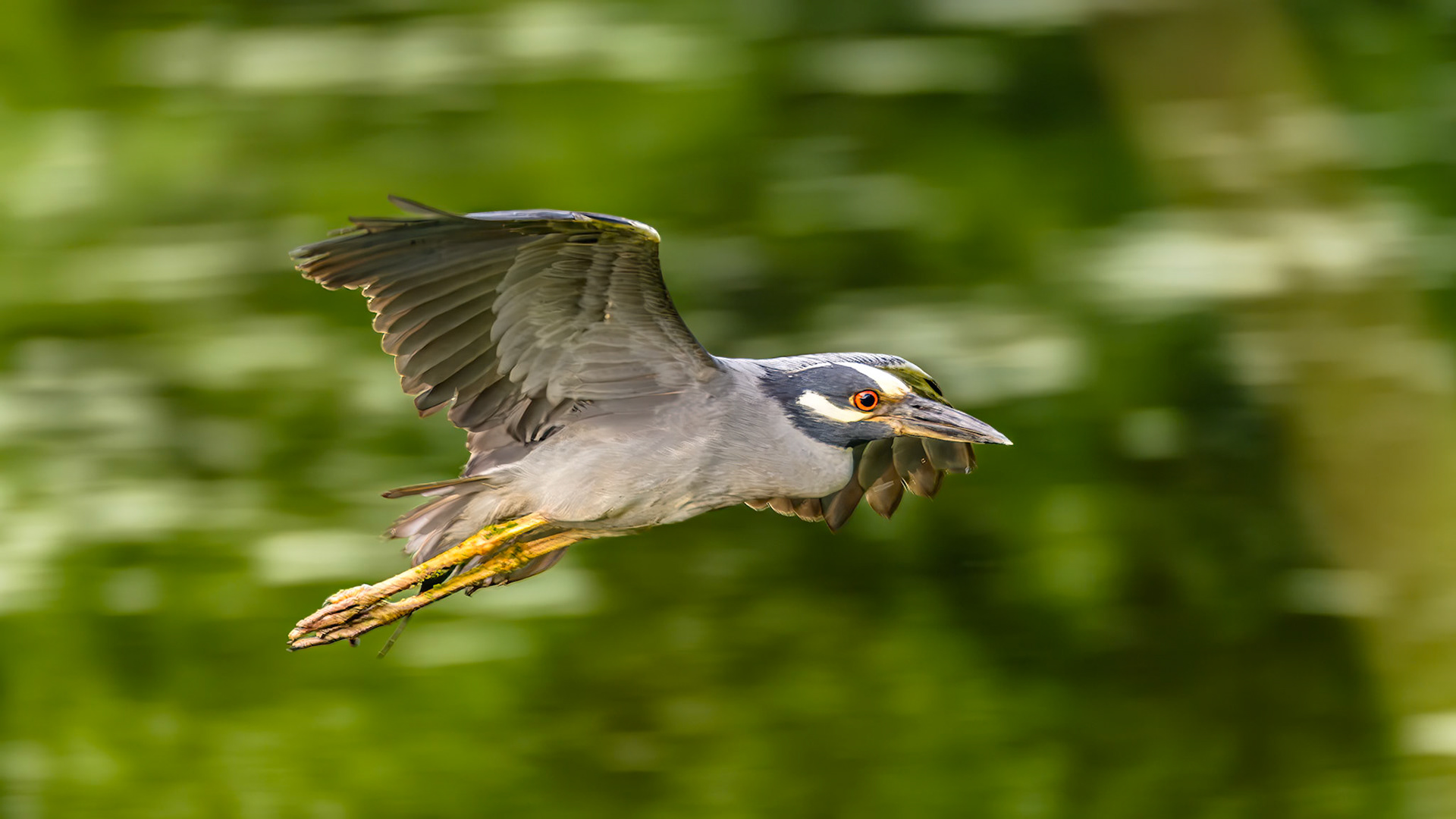 Location: Brazos Bend S.P TX