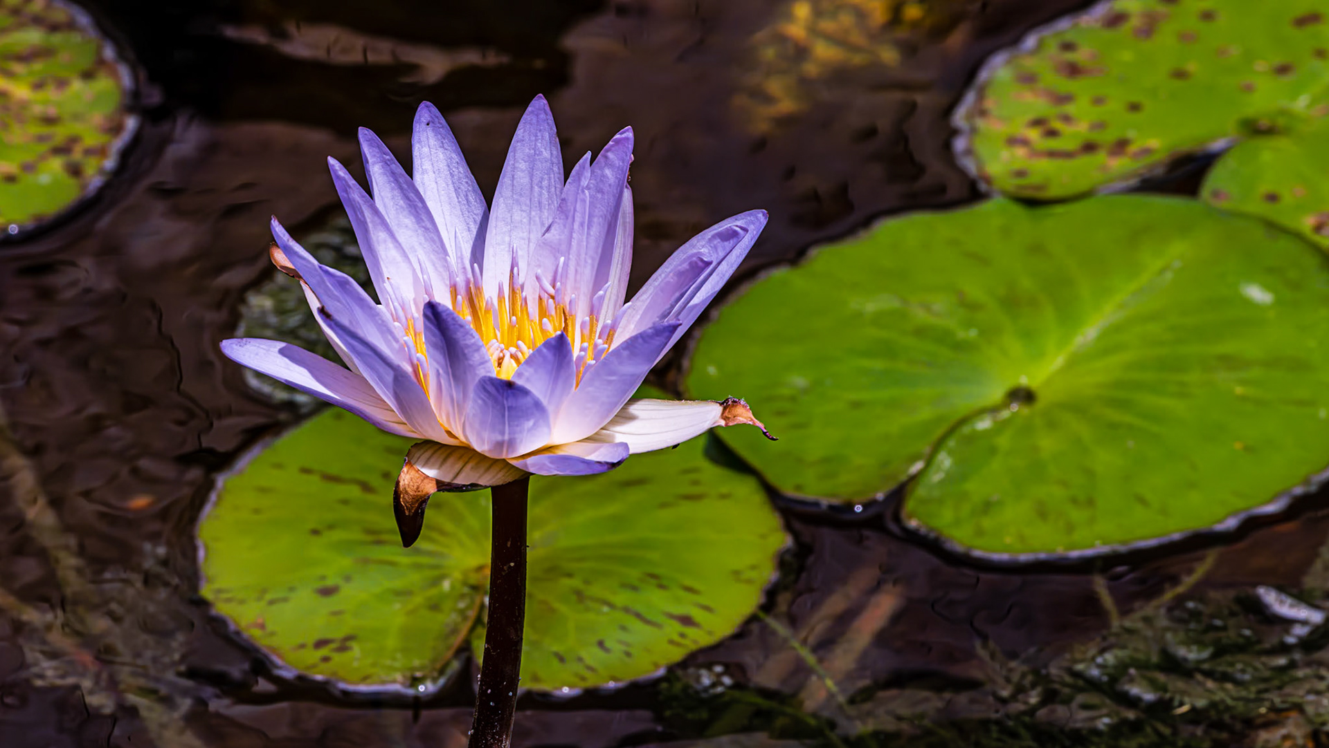 Location: Houston, TX — Malone St. Backyard