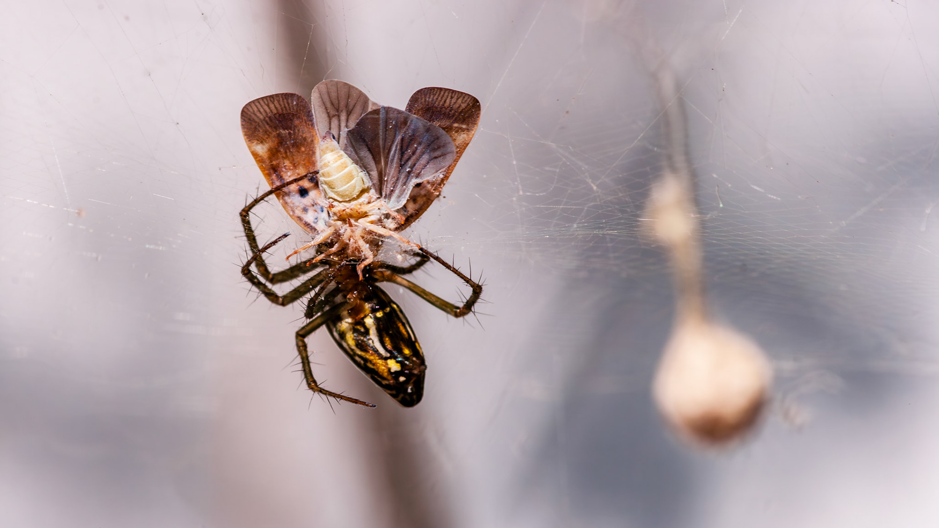 Location: Houston Arboretum, Memorial Park, Houston TX.