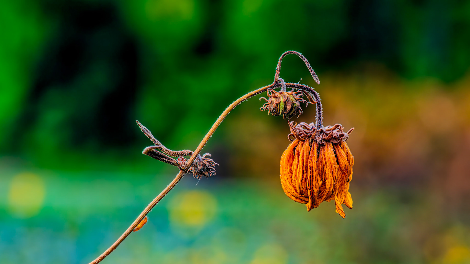 Location: Houston Arboretum, Memorial Park, Houston TX