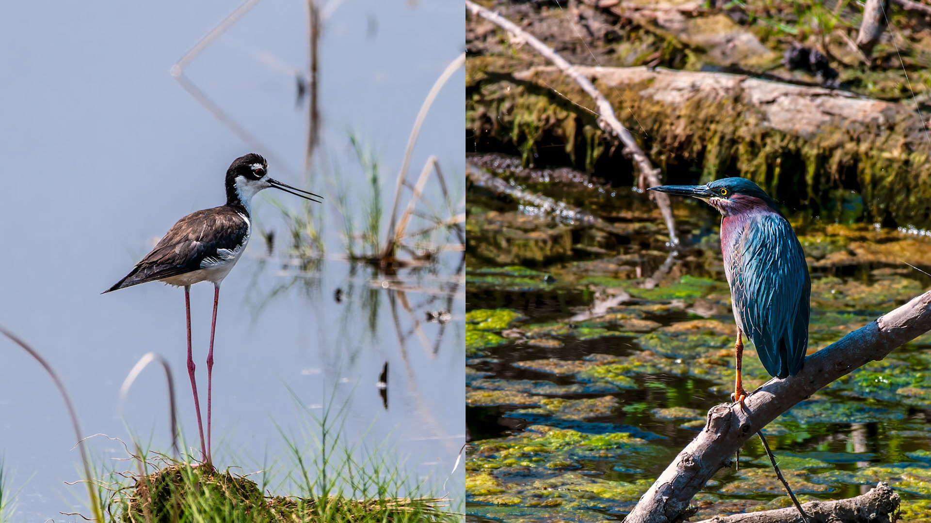 Green HeronLocation: Anahuac NWR, Chambers County, TX