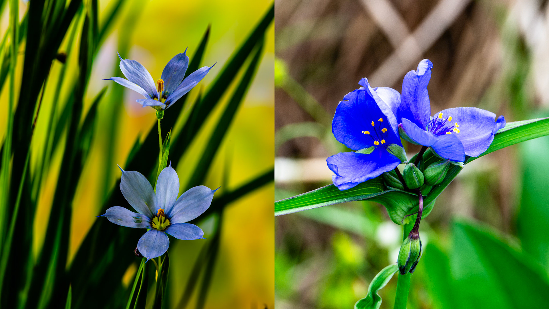 Location: Pitman Park, Bellaire.TX