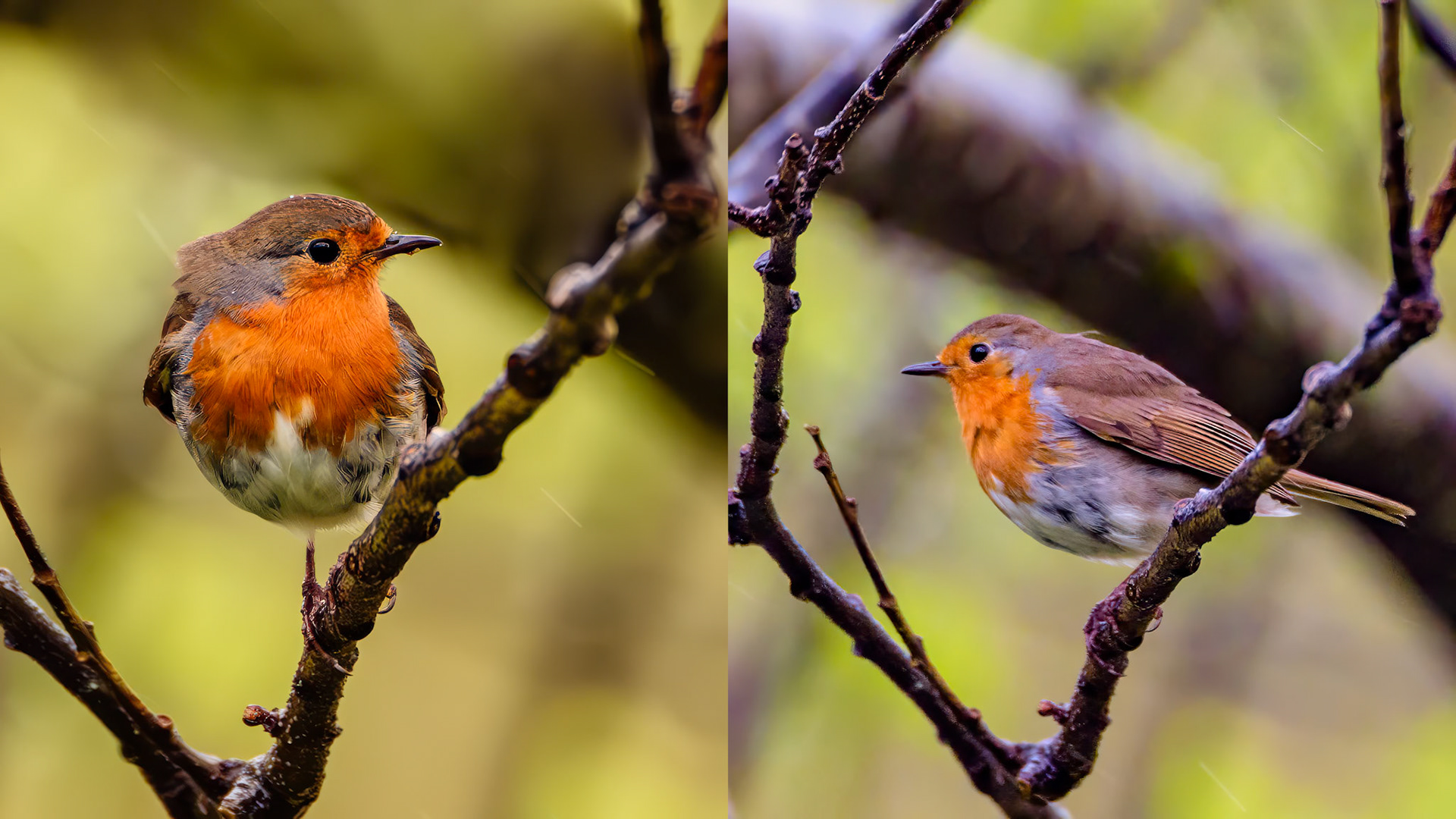 Robin In The Rain Location: Glenfinian, Scotland, United Kingdom