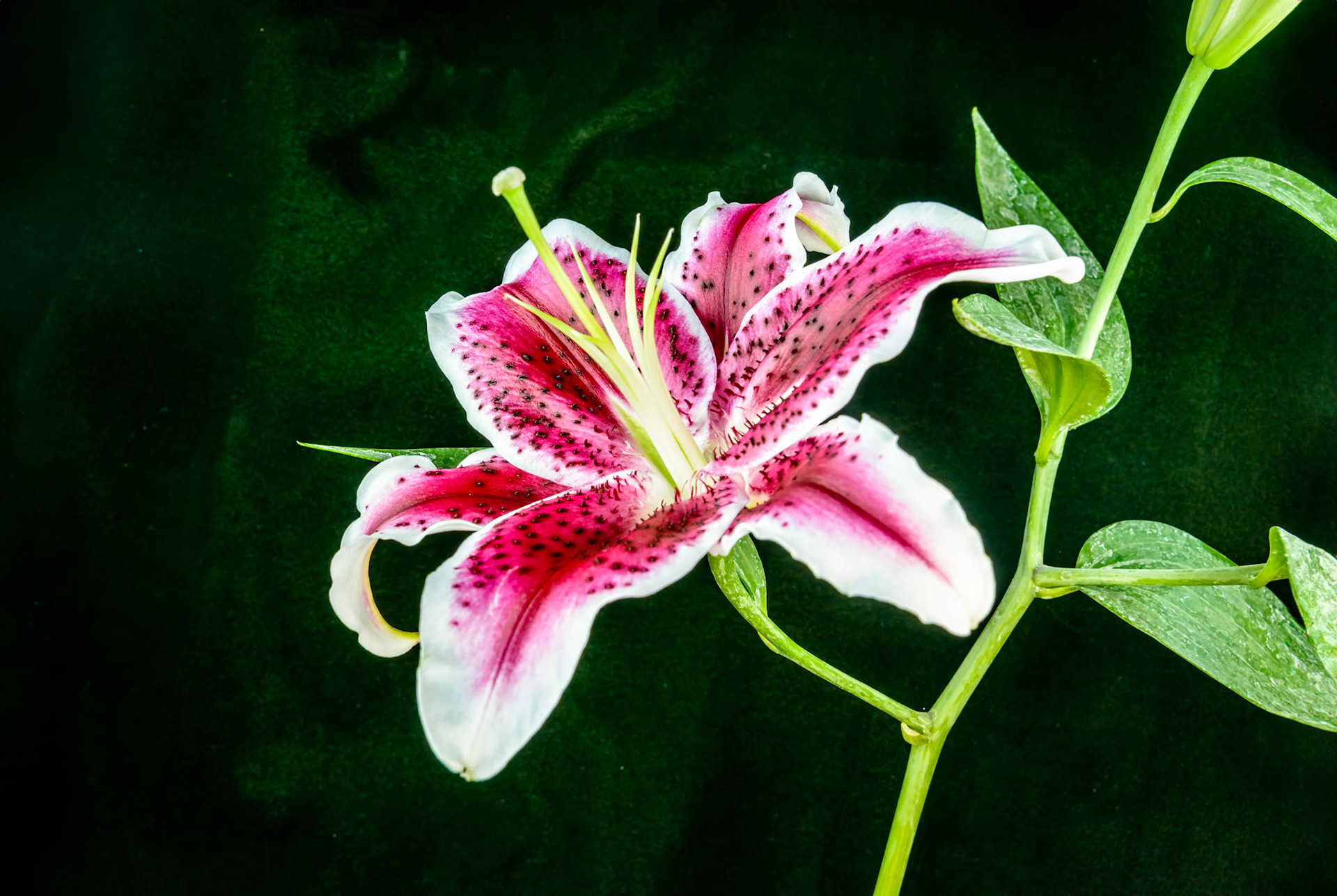 Location: Home, Bellaire.TX