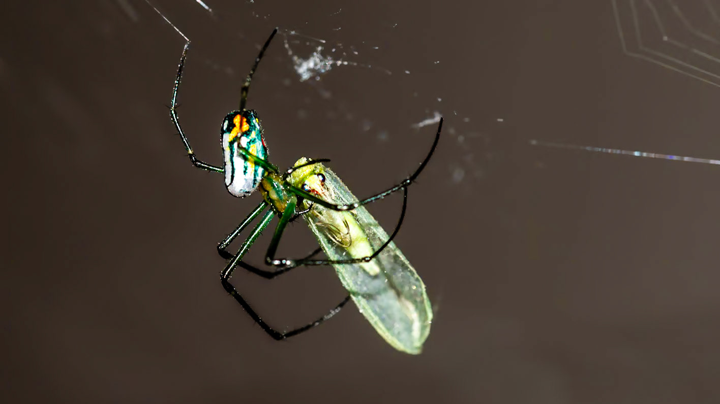 Location:  Bellaire.TX