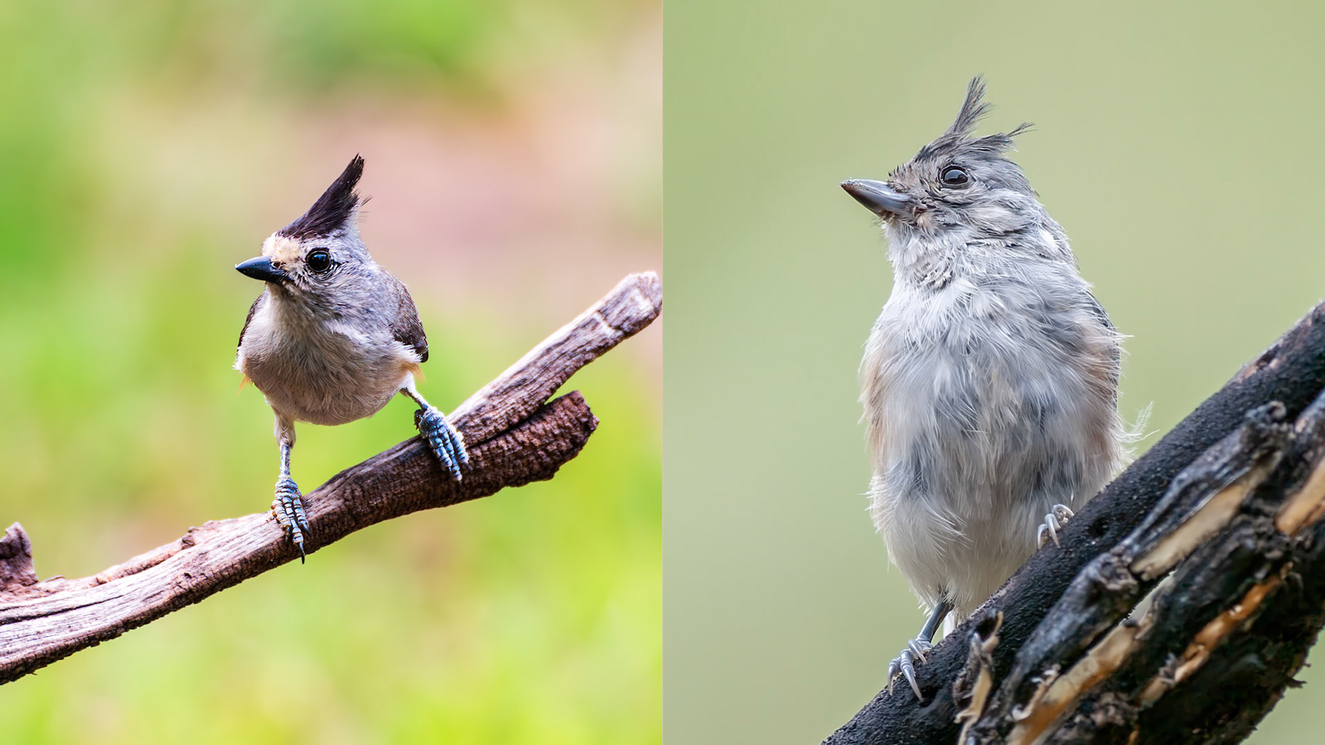 Location:: South Llano River S.P.
