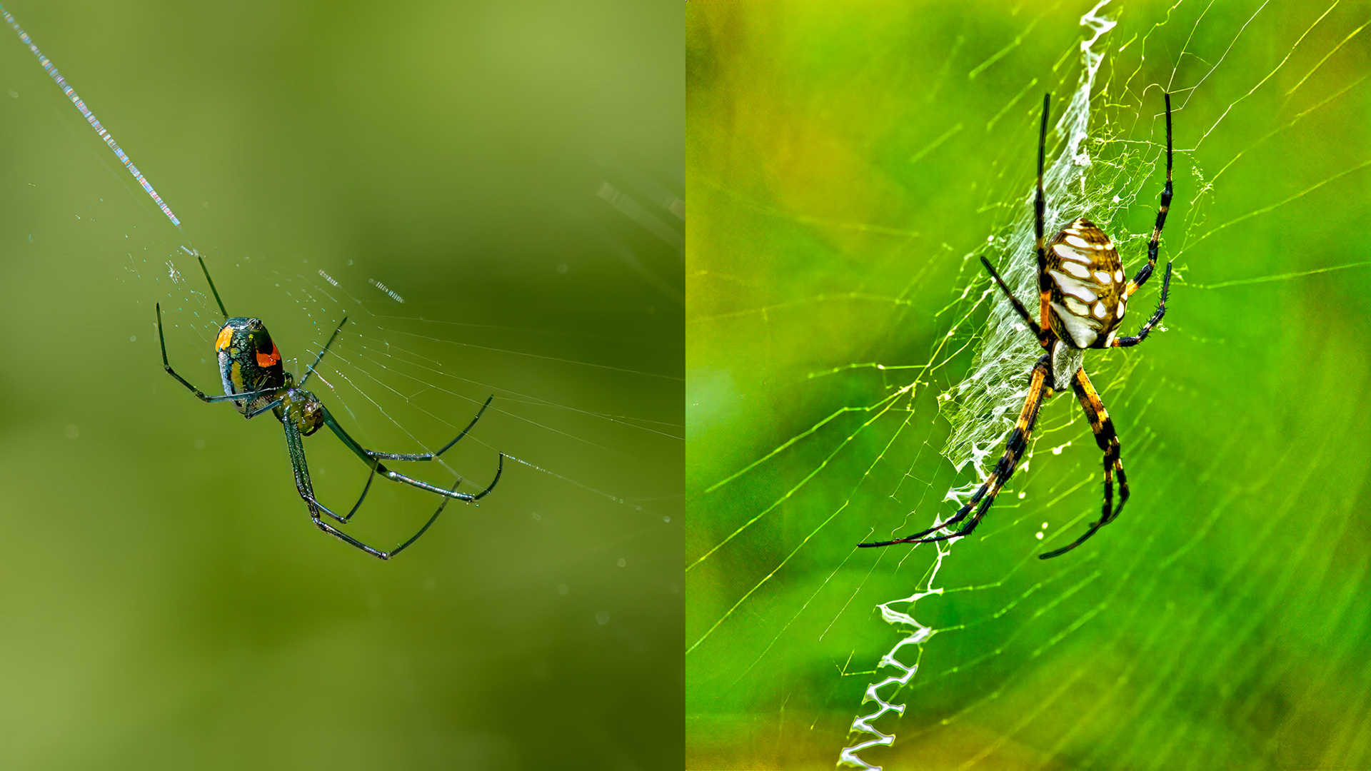 Location: Pitman Park, Bellaire.TX