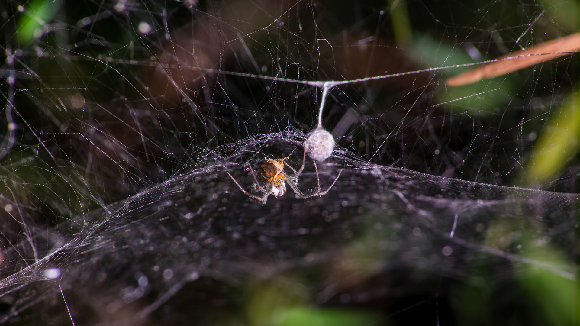 A String of Pearls begins, Basilica Spider - Mecynogea lemniscataBellaire, TX