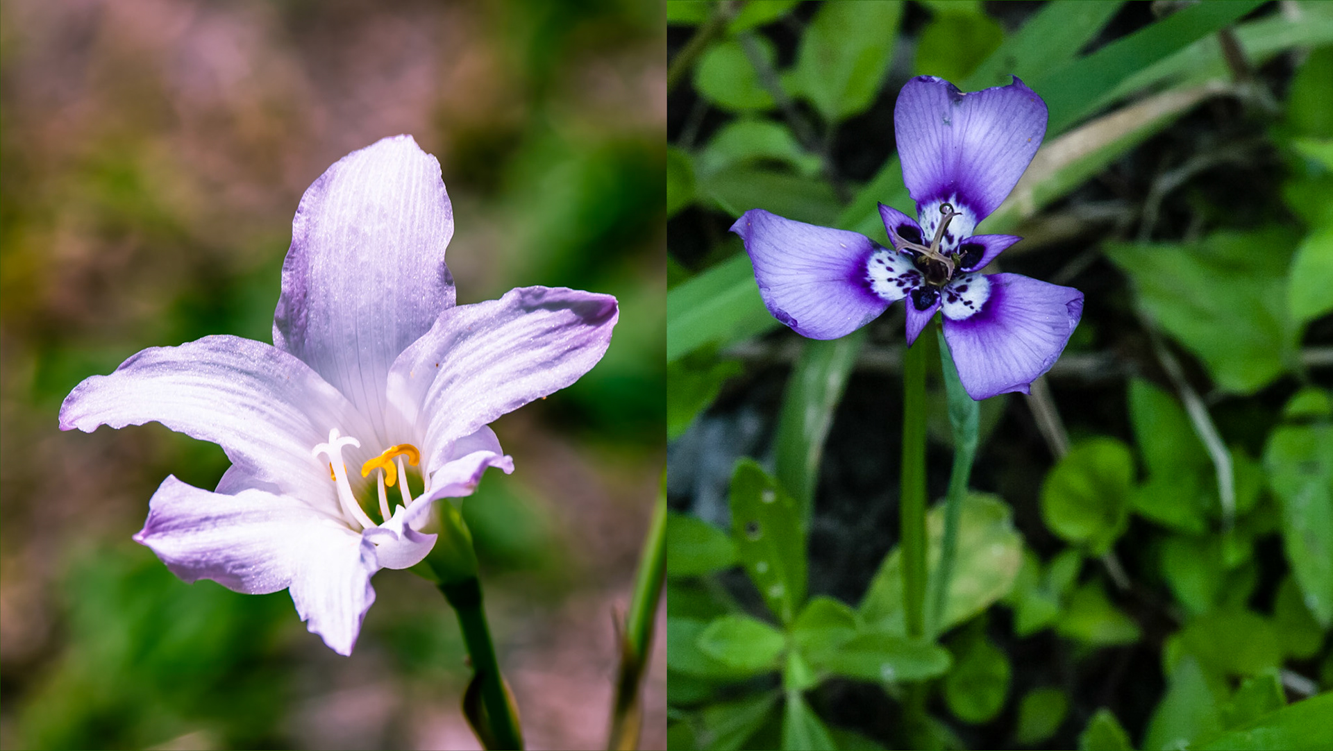 Location: Pitman Park, Bellaire, TX