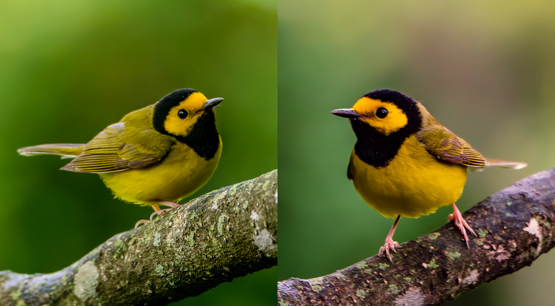 Location:  Bellaire.TX