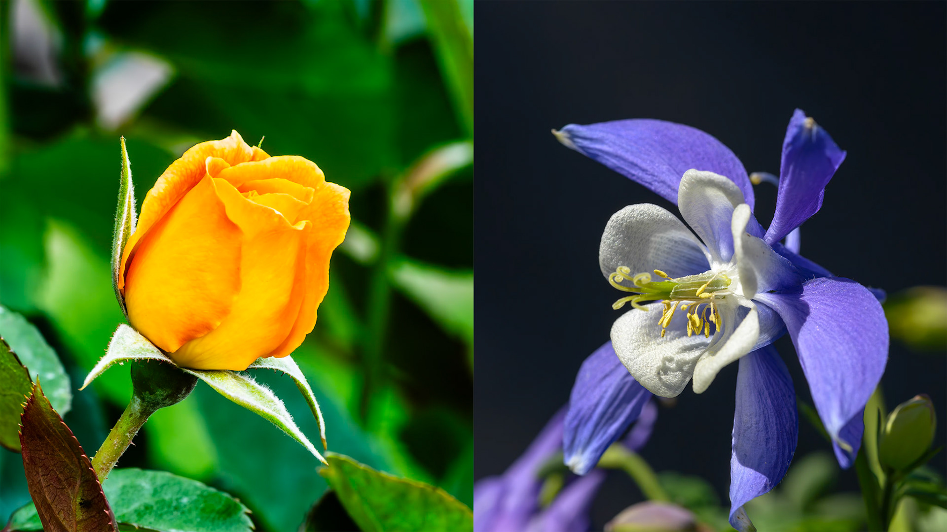 Location:Hermann Park, Houston, TX